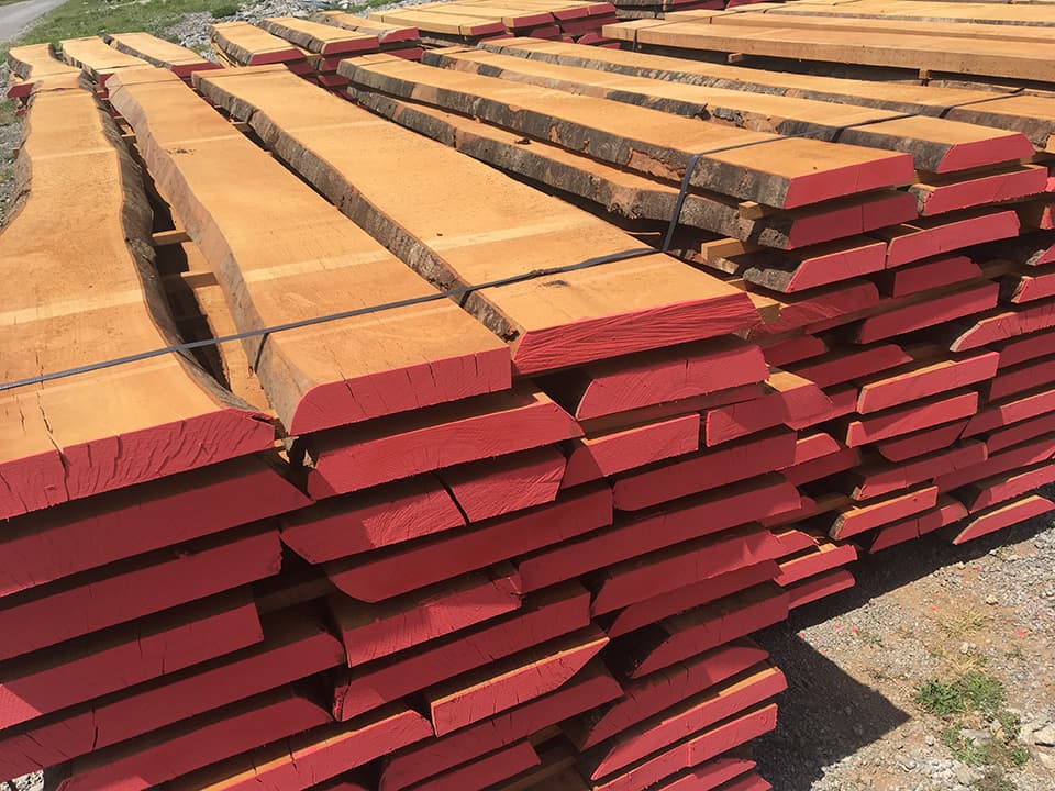 high quality European beech timber