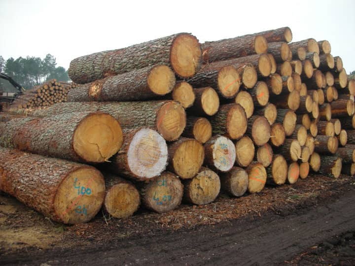 high quality European spruce logs