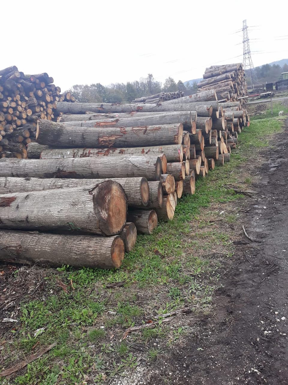 high quality european spruce logs